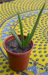Aloe Vera plant Aloe Vera plant