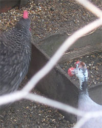 Carol averts possible liason