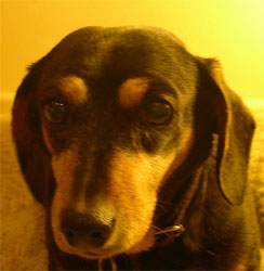 Daisy Beatyl Daisy Beatyl