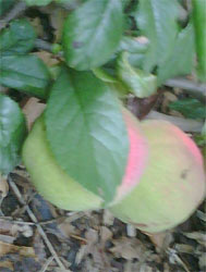 Japonica quinces Japonica quinces