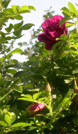 Rosa Roseraie de L'Hay Rosa Roseraie de L'Hay