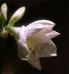 amaryllis just opening amaryllis just opening