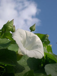 bindweed