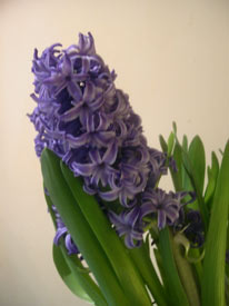 blue hyacinths blue hyacinths