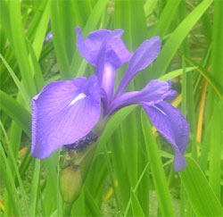 blue iris blue iris