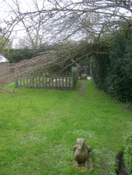 broken poplar broken poplar