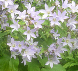 campanula campanula