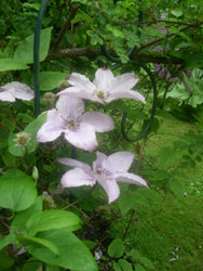 clematis clematis