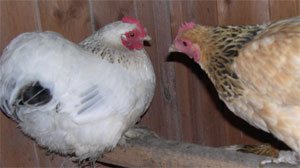 chickens in house chickens in house