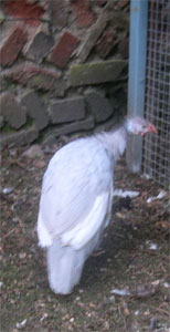 Cloud the guinea fowl keet Cloud the guinea fowl keet