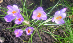 naturalised crocuses