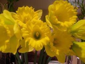 Daffodils Daffodils