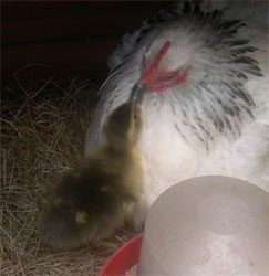 hungry duckling and Mrs Boss hungry duckling and Mrs Boss