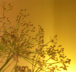 fennel seed fennel seed