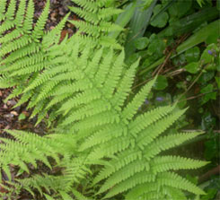 ferns
