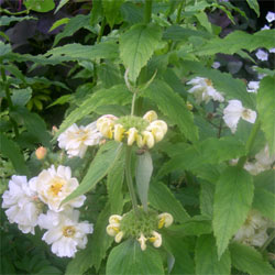 garden flowers garden flowers