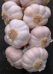 garlic heads garlic heads