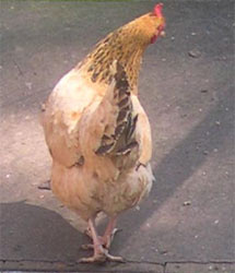 ginger hen