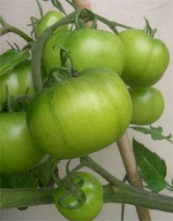 green tomatoes