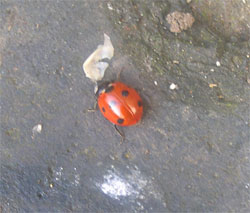 ladybird, ladybug