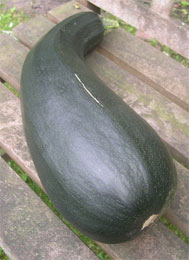 companion marrow companion marrow