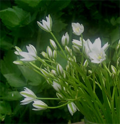 mystery flowers mystery flowers