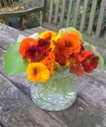 nasturtiums