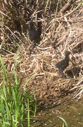 naughty moorhen chicks