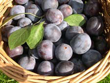 plums in basket