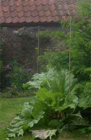 rhubarb and fruit cage rhubarb and fruit cage