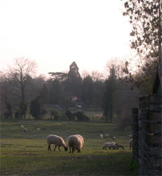 sheep in spring