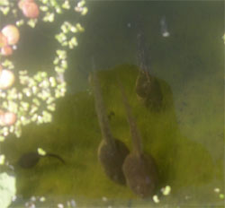 tadpoles developing tadpoles developing