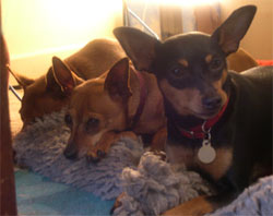 three min pins three min pins