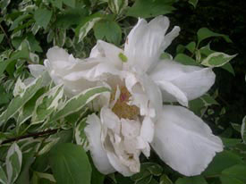 white tree peony white tree peony