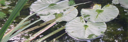 water lily water lily