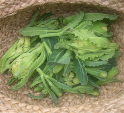 white sprouting broc