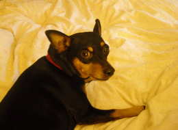Photo: Inca on my bed