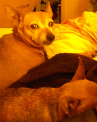 Photo: A pile of Min Pins