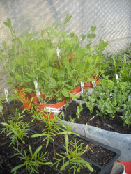 Photo: Seedlings in the greenhouse