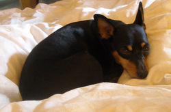 Photo: Inca is a fan of frittata too