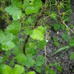 The Cottage Smallholder » gooseberry pests The Cottage Smallholder » gooseberry pests
