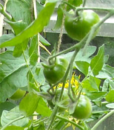 Photo: Greenhouse green tomatoes