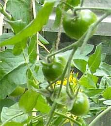 green tomatoes2 Photo: Greenhouse green tomatoes