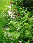 I fell in love with tamarillos on Mothering Sunday