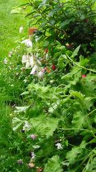Fuschias in summer Fuschias in summer