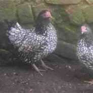 Hope – the little hen with a big personality