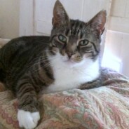 Pushkin. The cat who couldn’t be placed