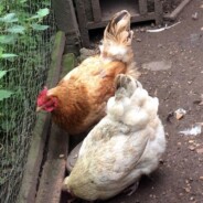 13th Cottage Smallholder Blog Anniversary