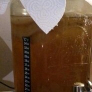 Adventures with Kombucha