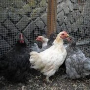 Update on the 10 week old Pekin bantams from Sue